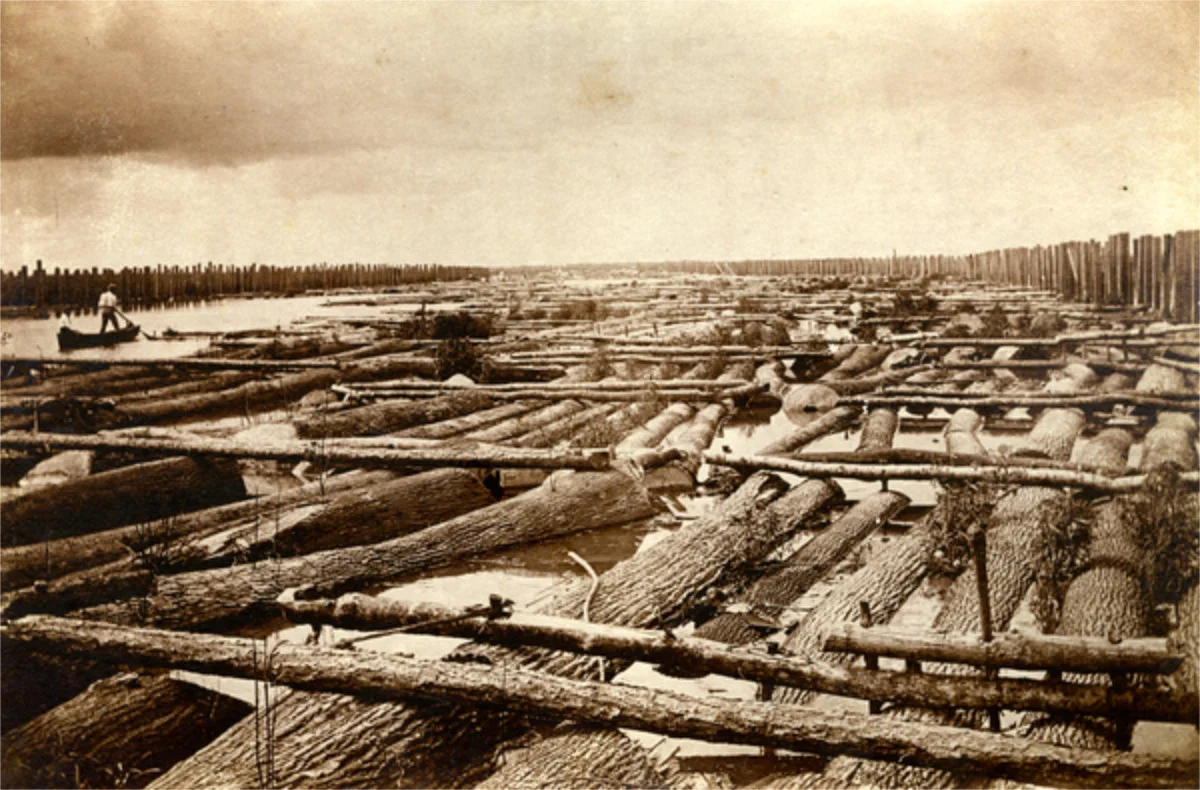 Close-up view of log rafts in a log boom at Apalachicola, Florida. 1899. State Archives of Florida, Florida Memory.