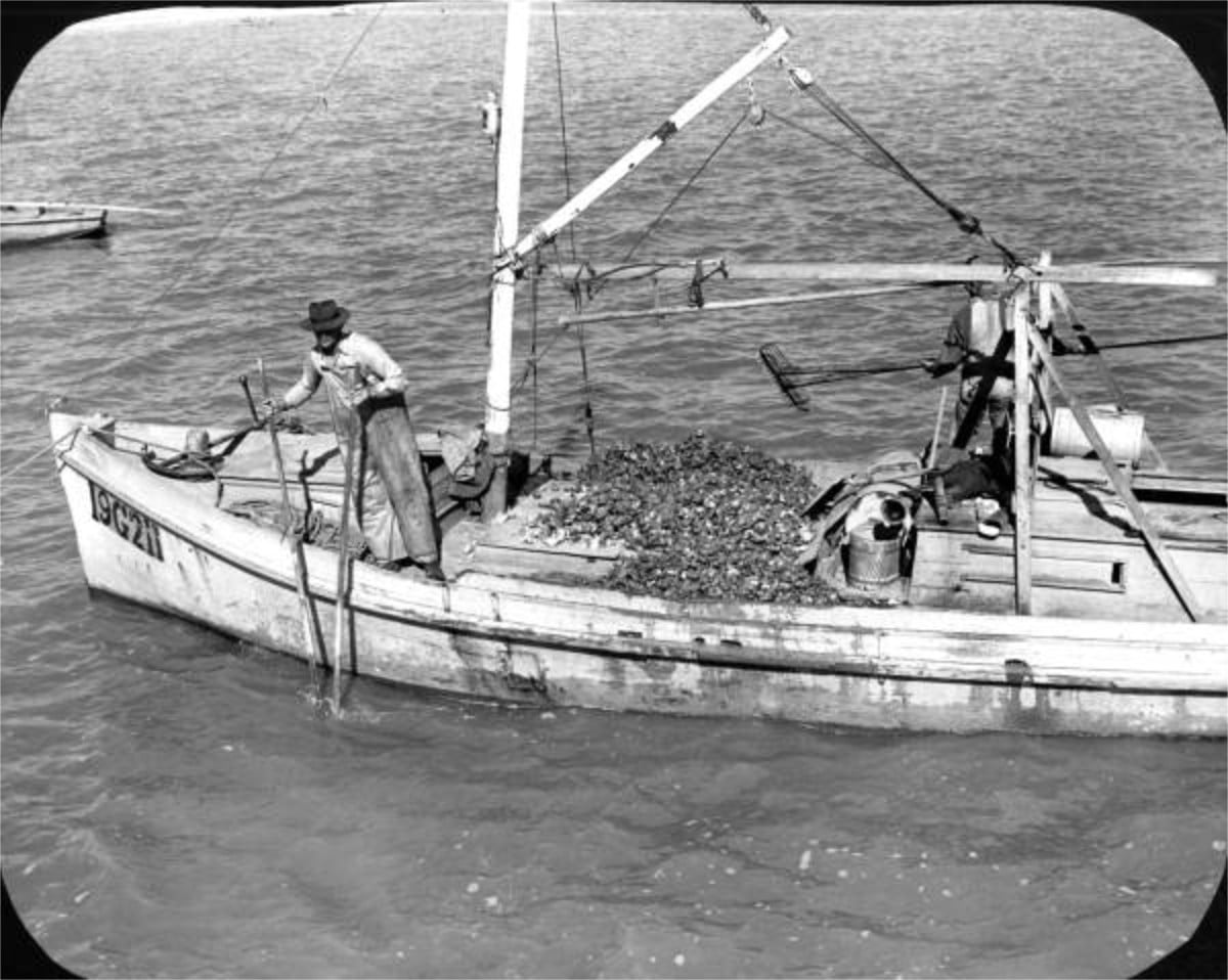 Man gathering oysters - Apalachicola, Florida. 20th century. State Archives of Florida, Florida Memory.